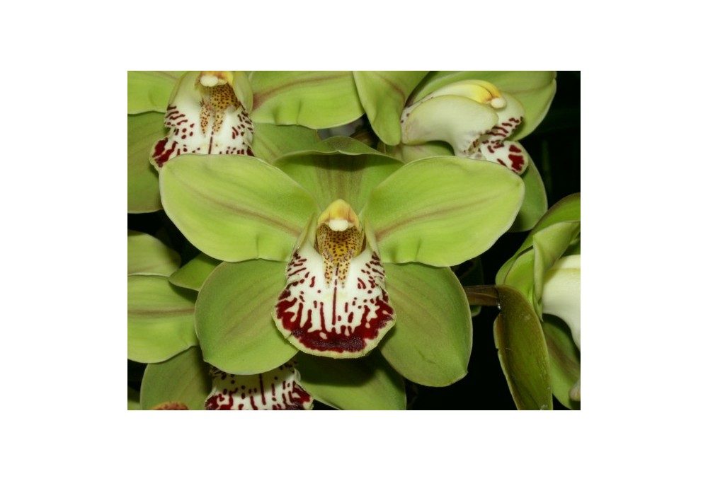 орхидея цимбидиум