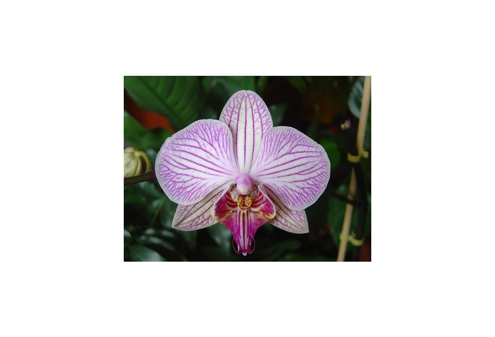 орхидея текстурная