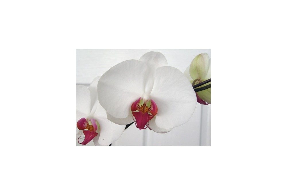 цветок орхидея фаленопсис